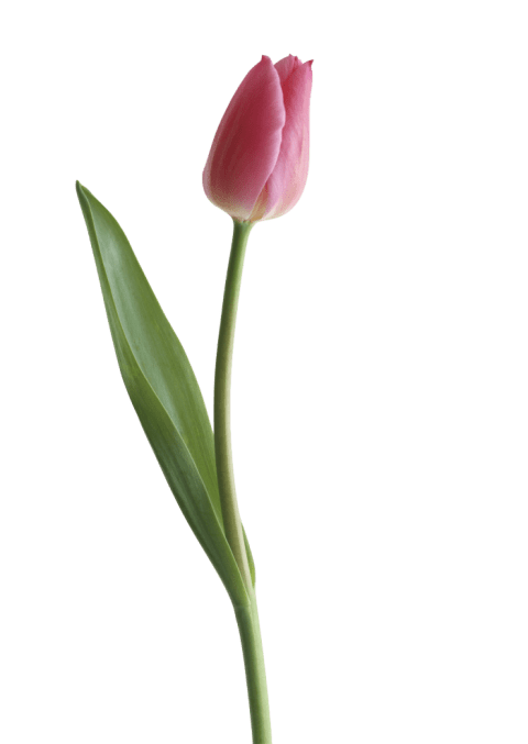 Tulip PNG Image with Transparent Background