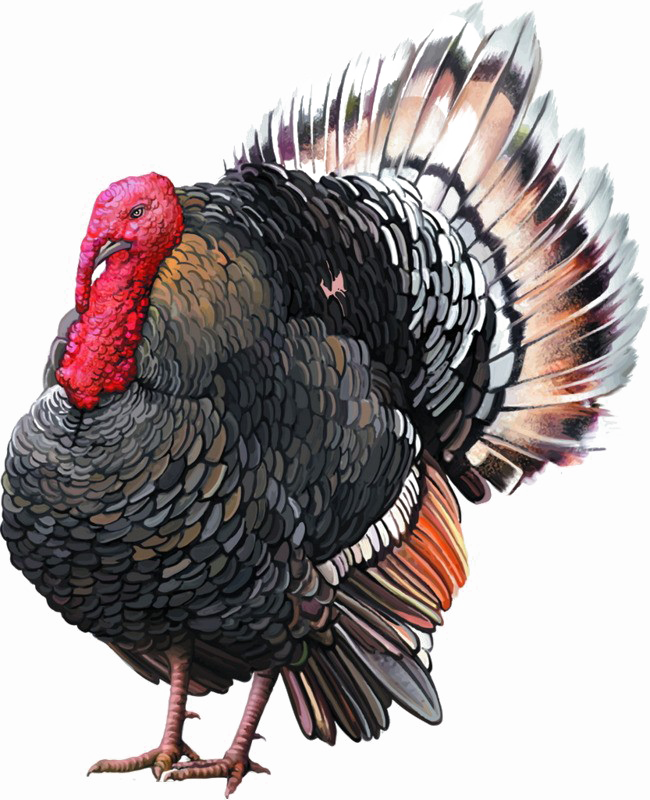 Turkey Bird PNG Image Background