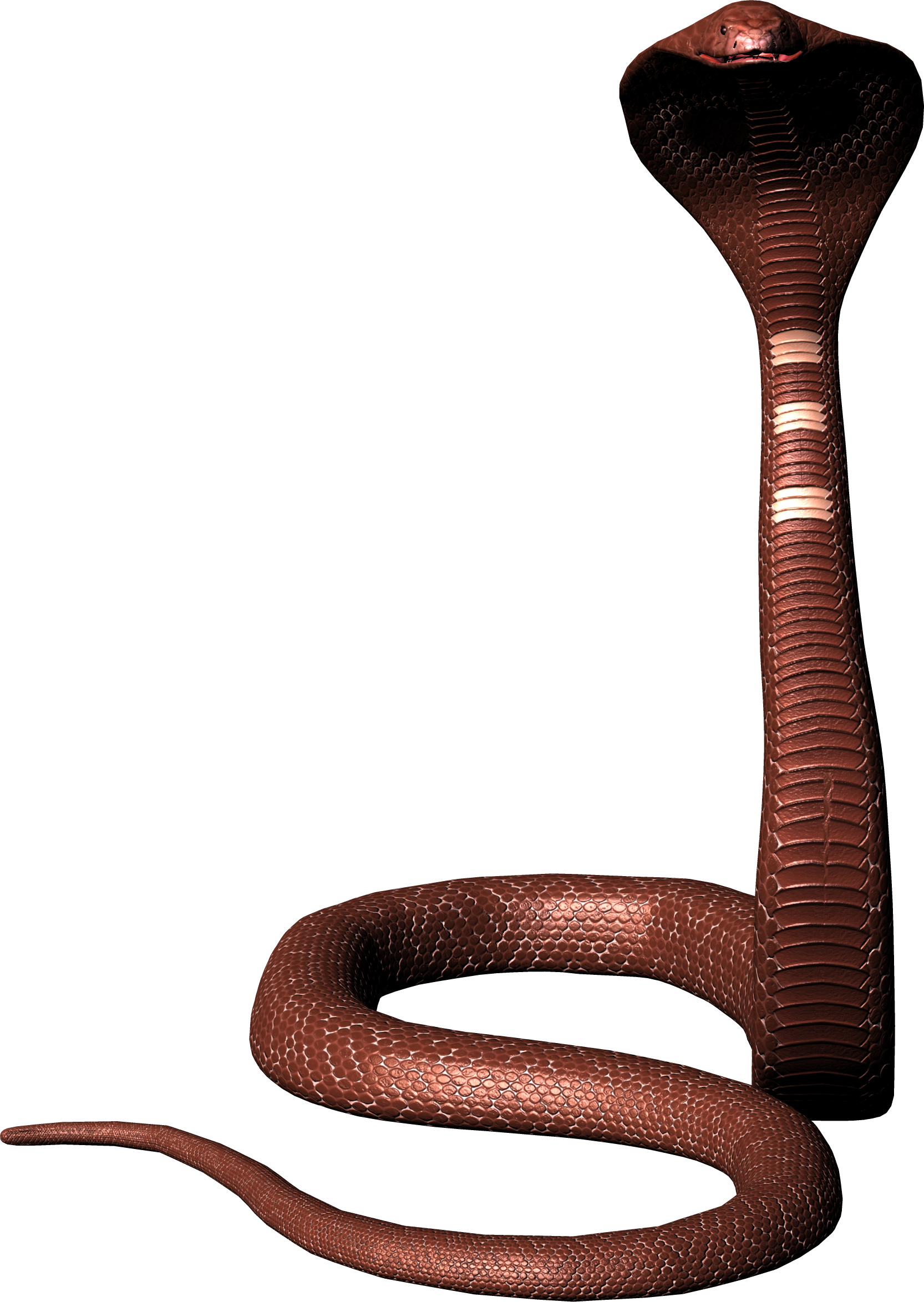 Viper змея PNG изображения фон