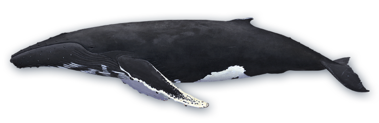 Whale Free PNG Image