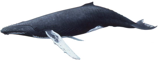 Whale PNG High-Quality Image