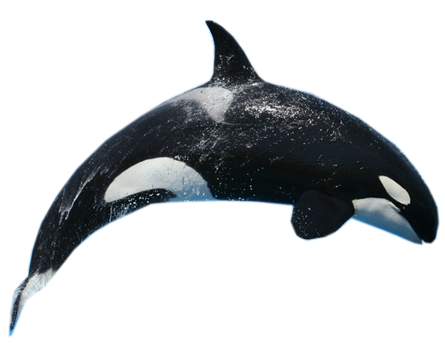Latar belakang Gambar paus PNG