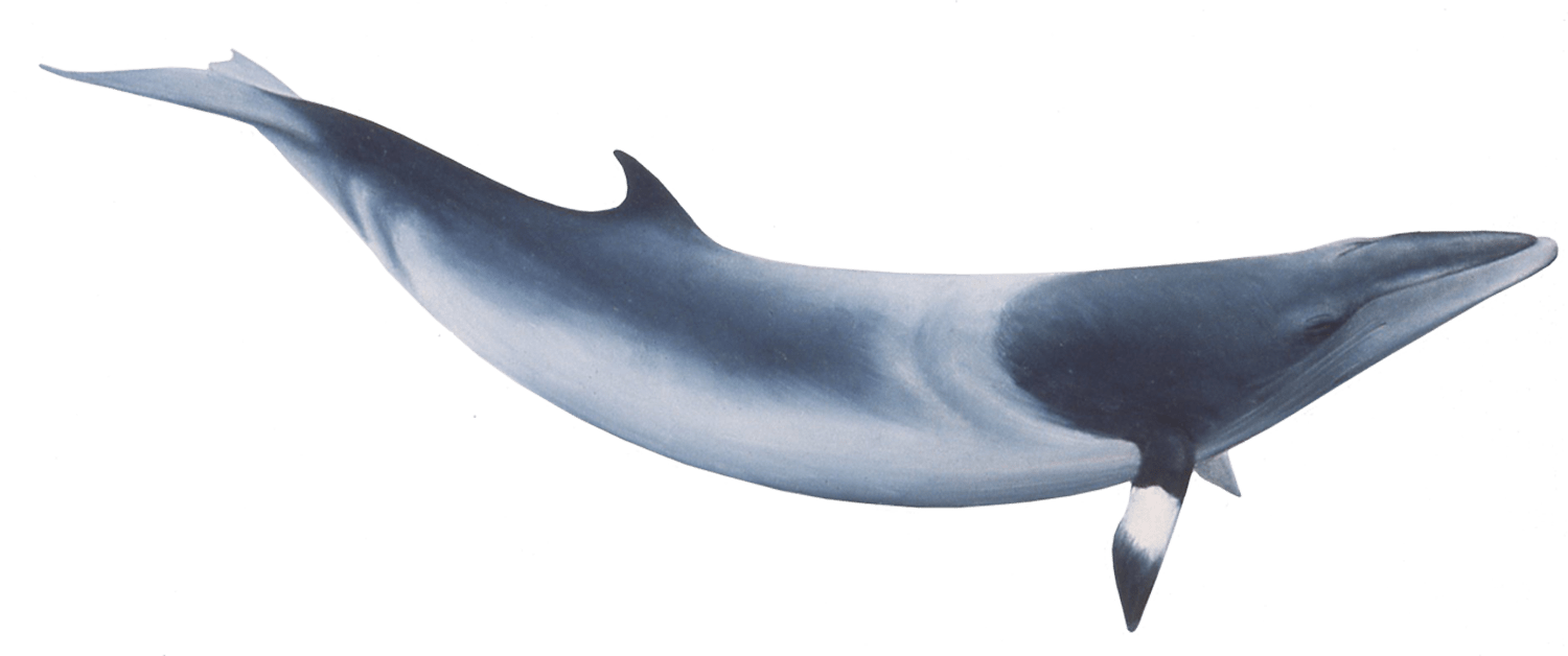 Whale PNG Image Transparent