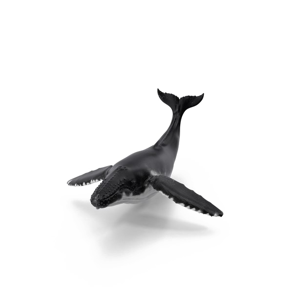 Gambar paus PNG dengan latar belakang Transparan