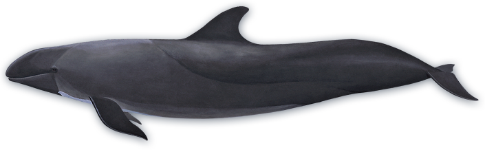 Whale PNG Transparent Image