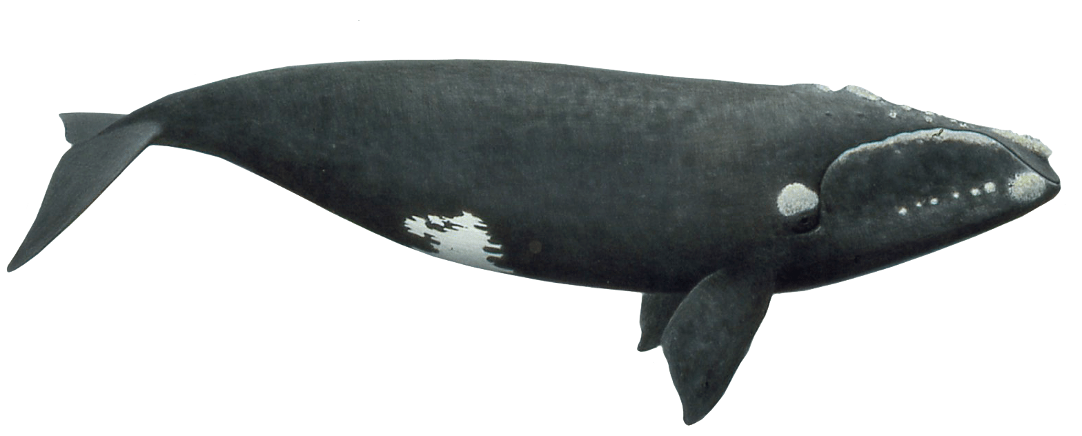 Whale Transparent Image | PNG Arts