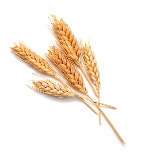 Ears Of Wheat Png