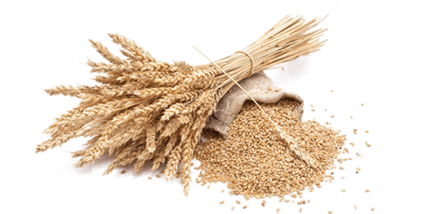 Wheat PNG Free Download