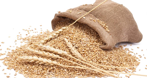 Wheat PNG Photo