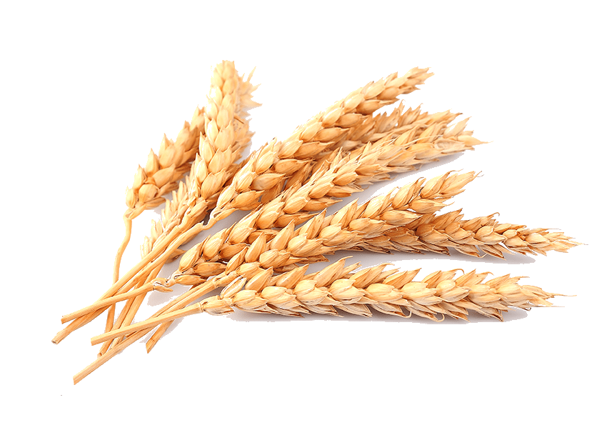 Wheat PNG Pic