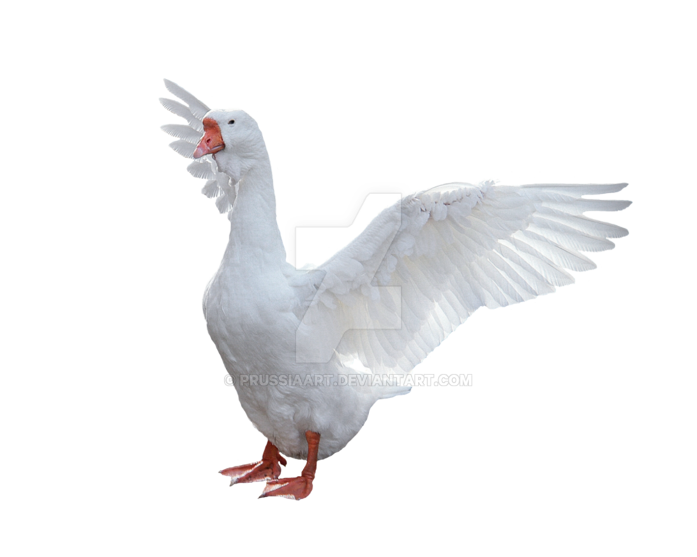 Белая утка PNG прозрачное изображение
