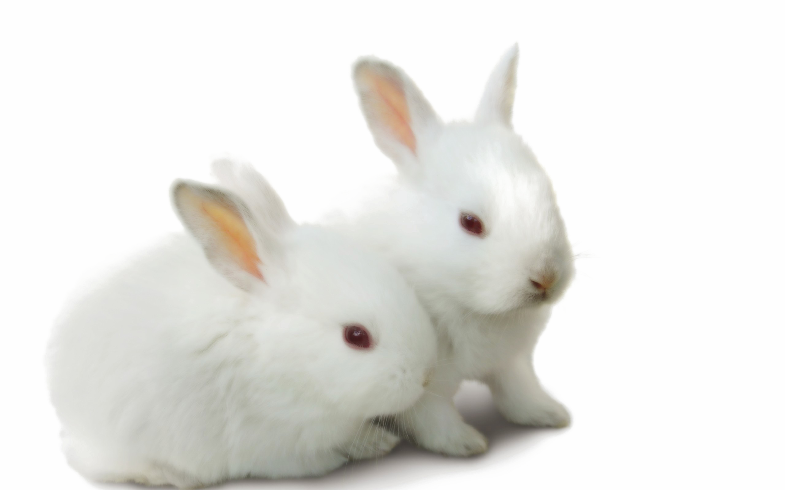 ภาพ PNG ฟรีกระต่ายสีขาว