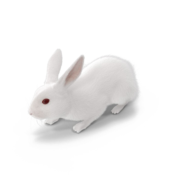 ดาวน์โหลด Rabbit PNG สีขาวฟรี
