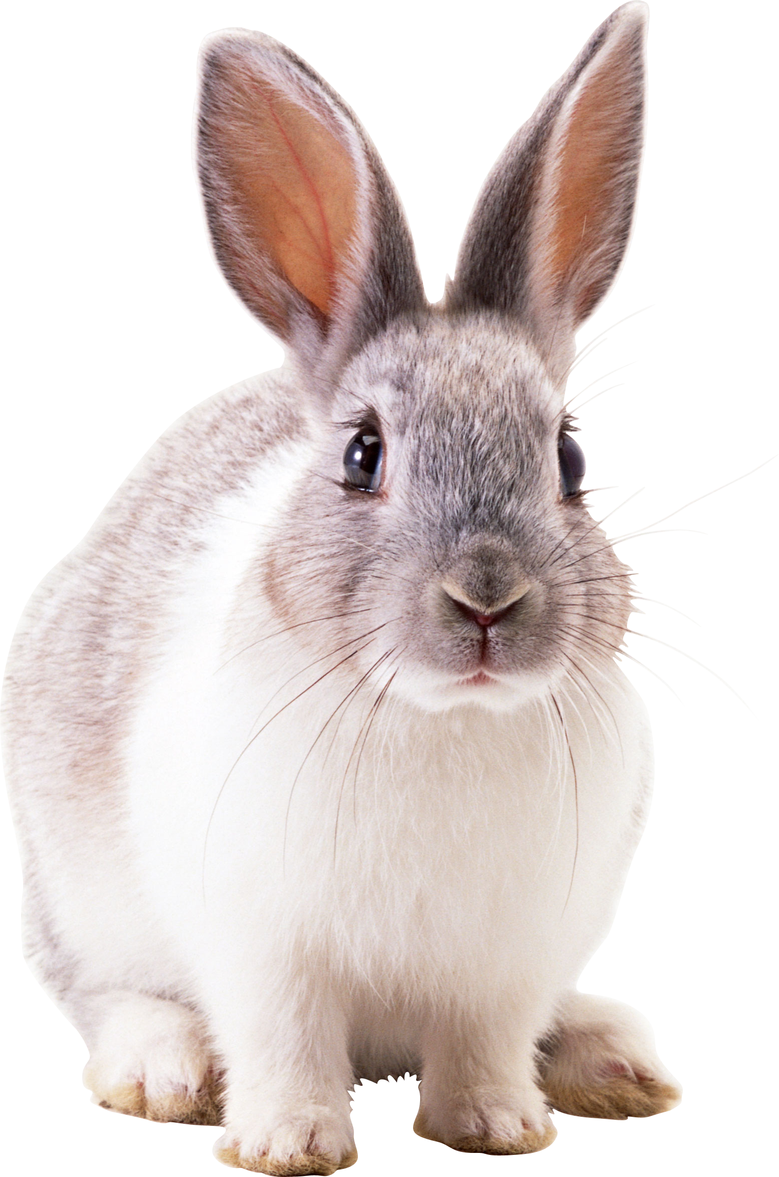 ภาพ PNG กระต่ายสีขาว