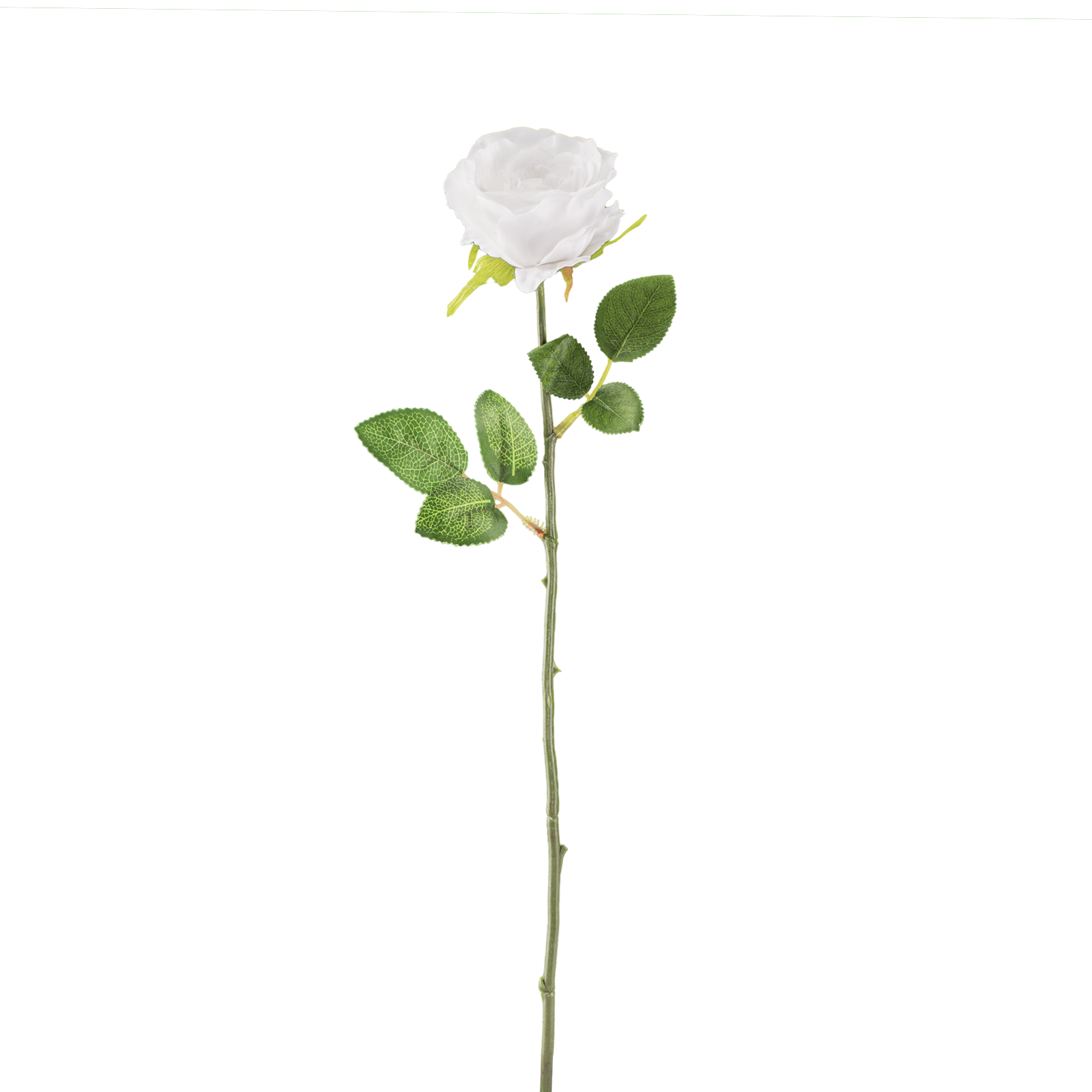 White Rose Download Transparent PNG Image | PNG Arts