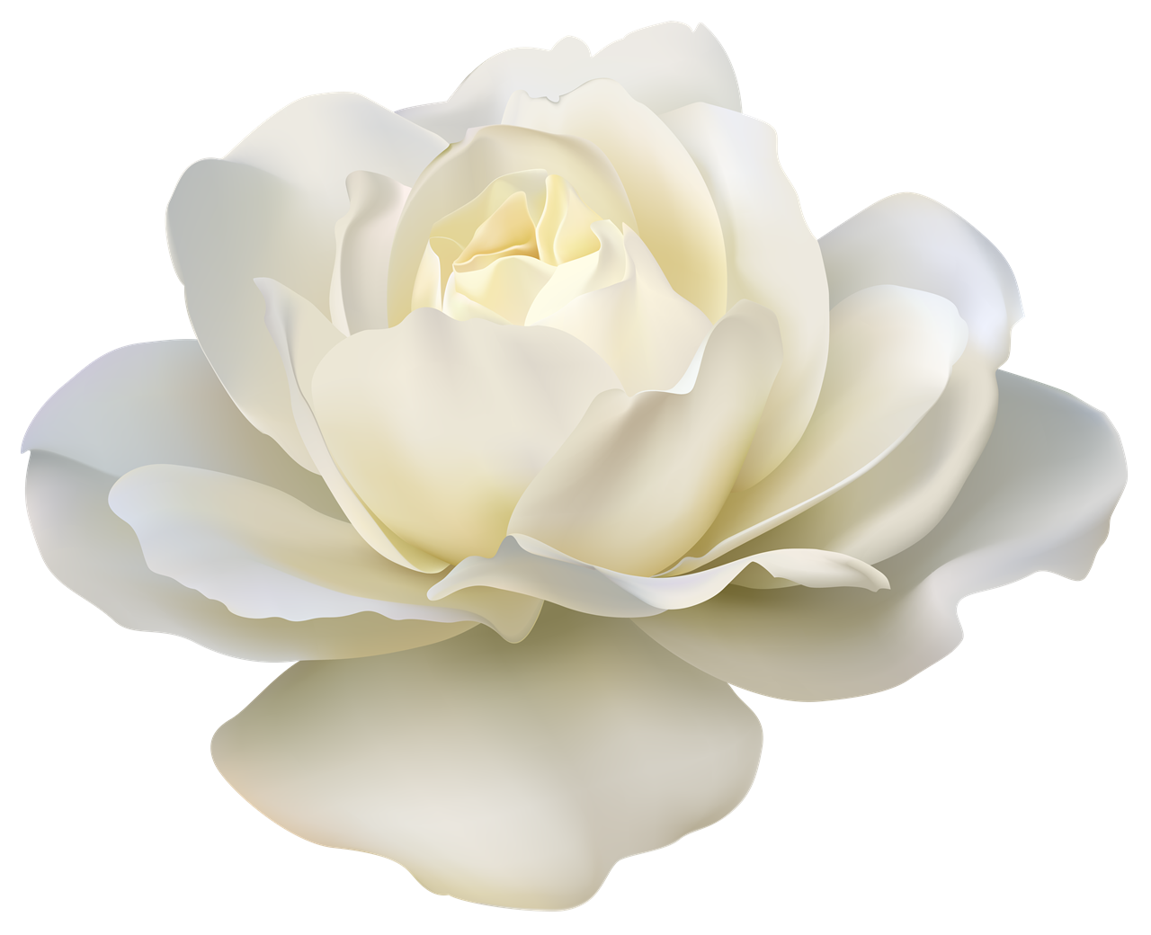 White Rose PNG Download Image | PNG Arts