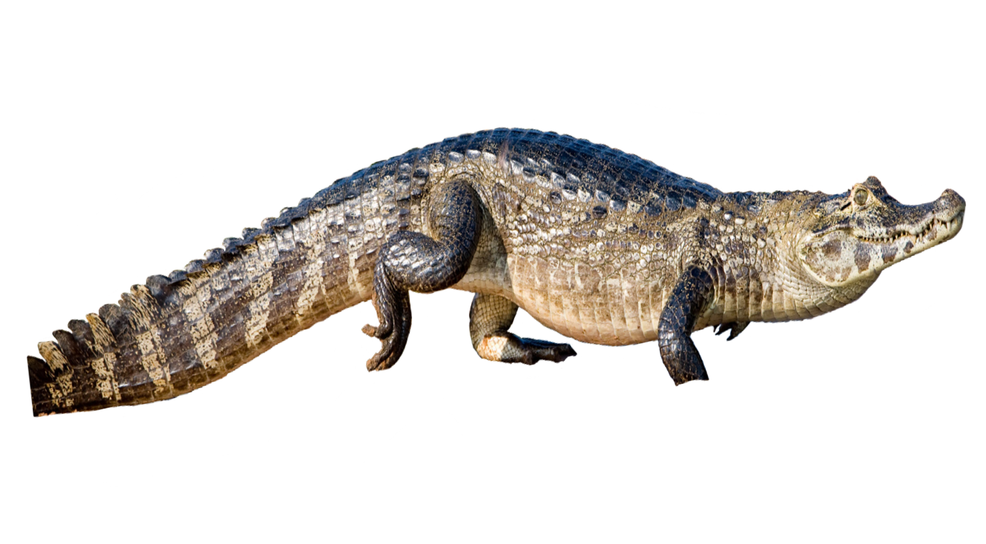 Caimigator Descargar imagen PNG Transparente