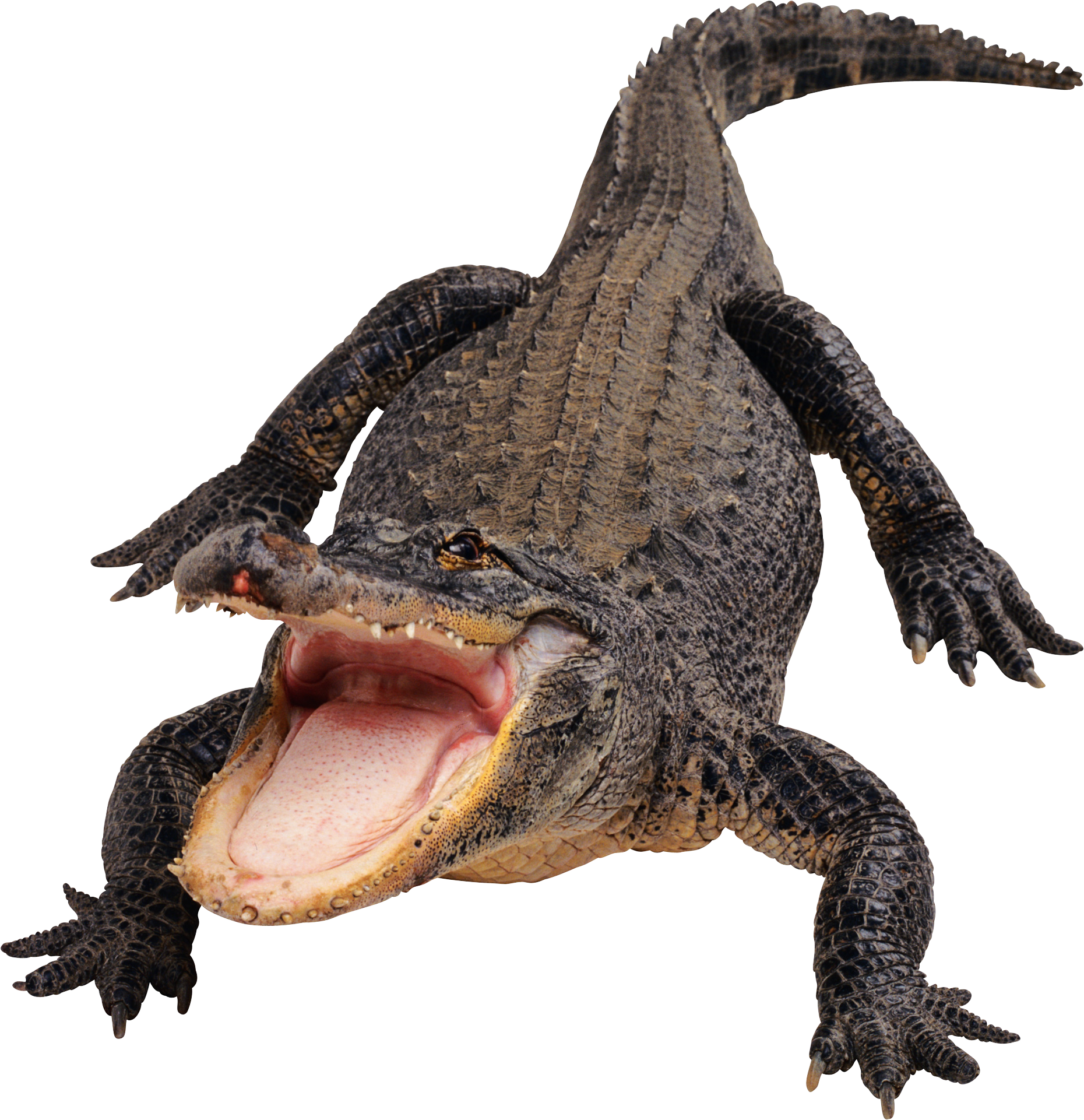 Alligator PNG Transparent Images, Pictures, Photos