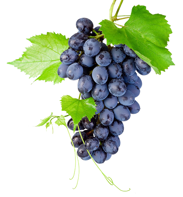 Zwarte druiven PNG hoogwaardige Afbeelding