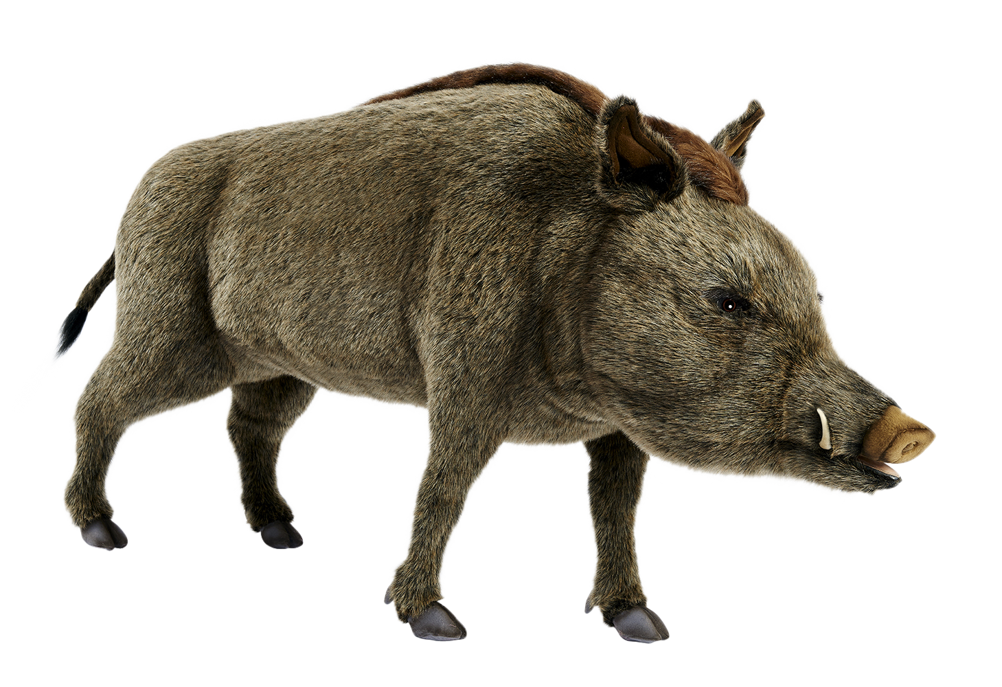 Boar PNG Free Download