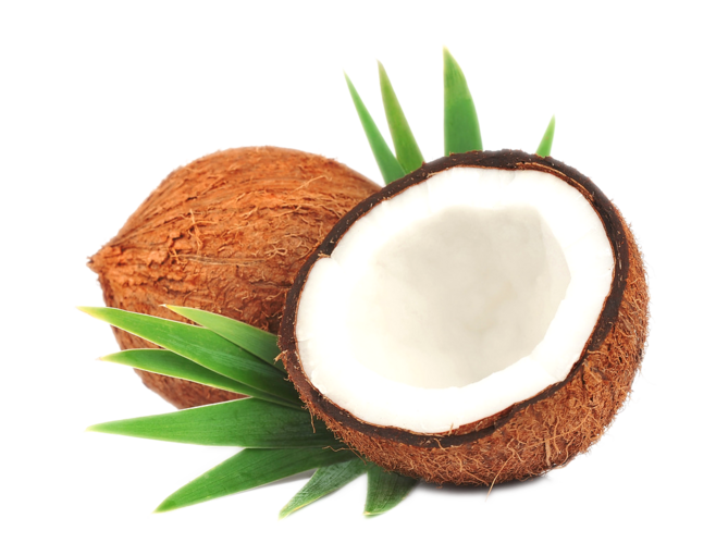 Coconut Png Pic Png Arts