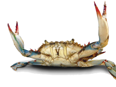 Crab PNG Photo