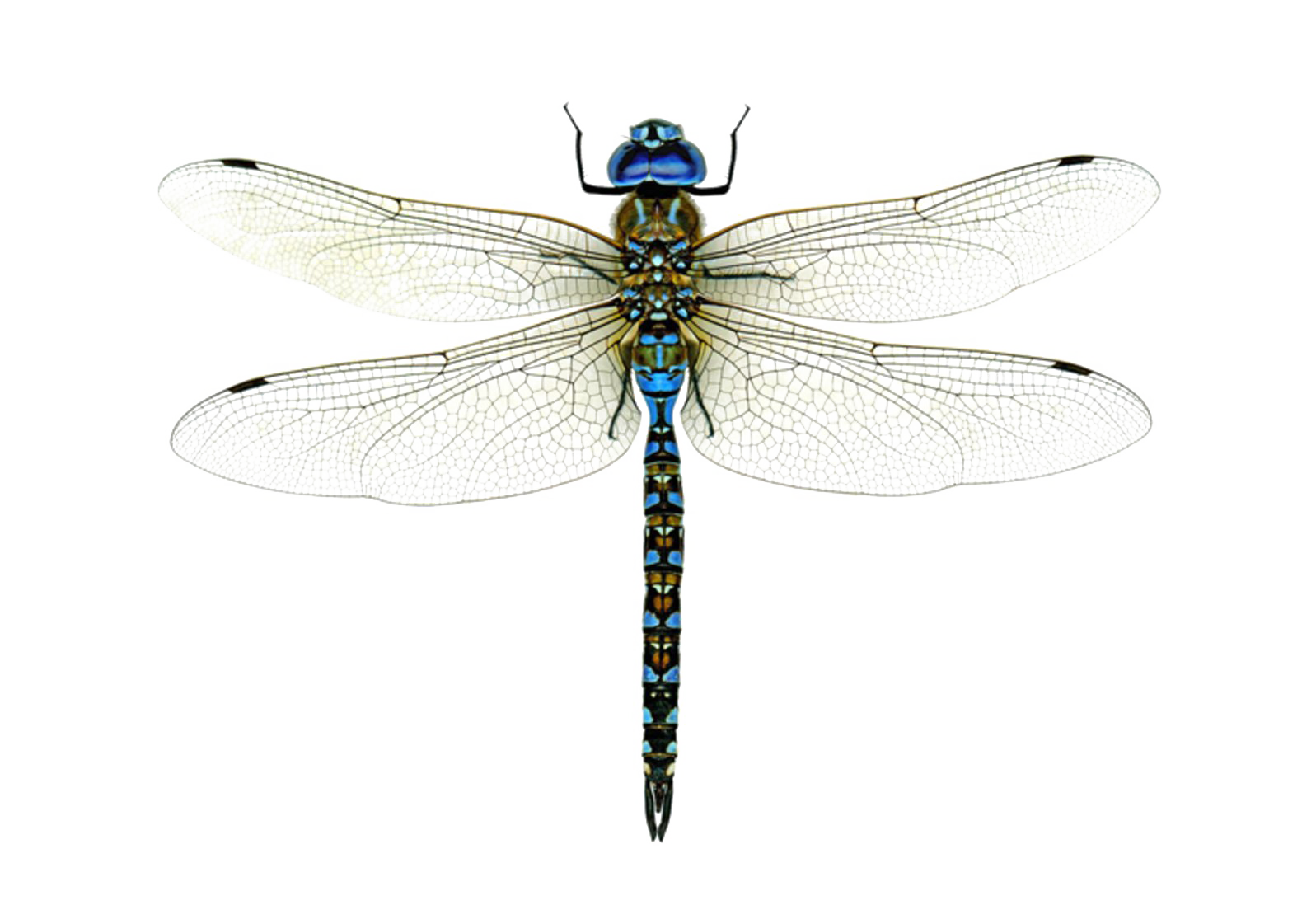 Dragonfly Png High Quality Image Free Png Pack Download