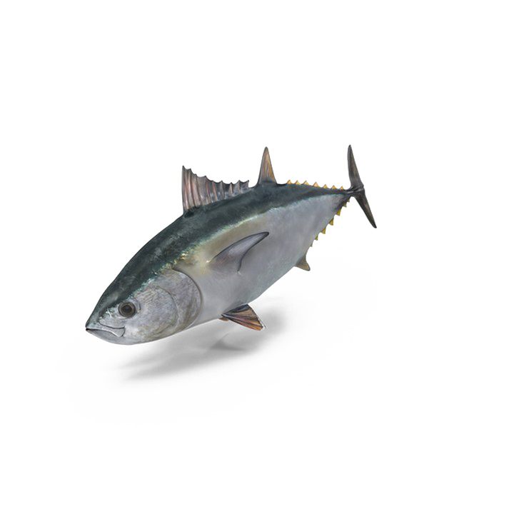 ปลา PNG ภาพโปร่งใส