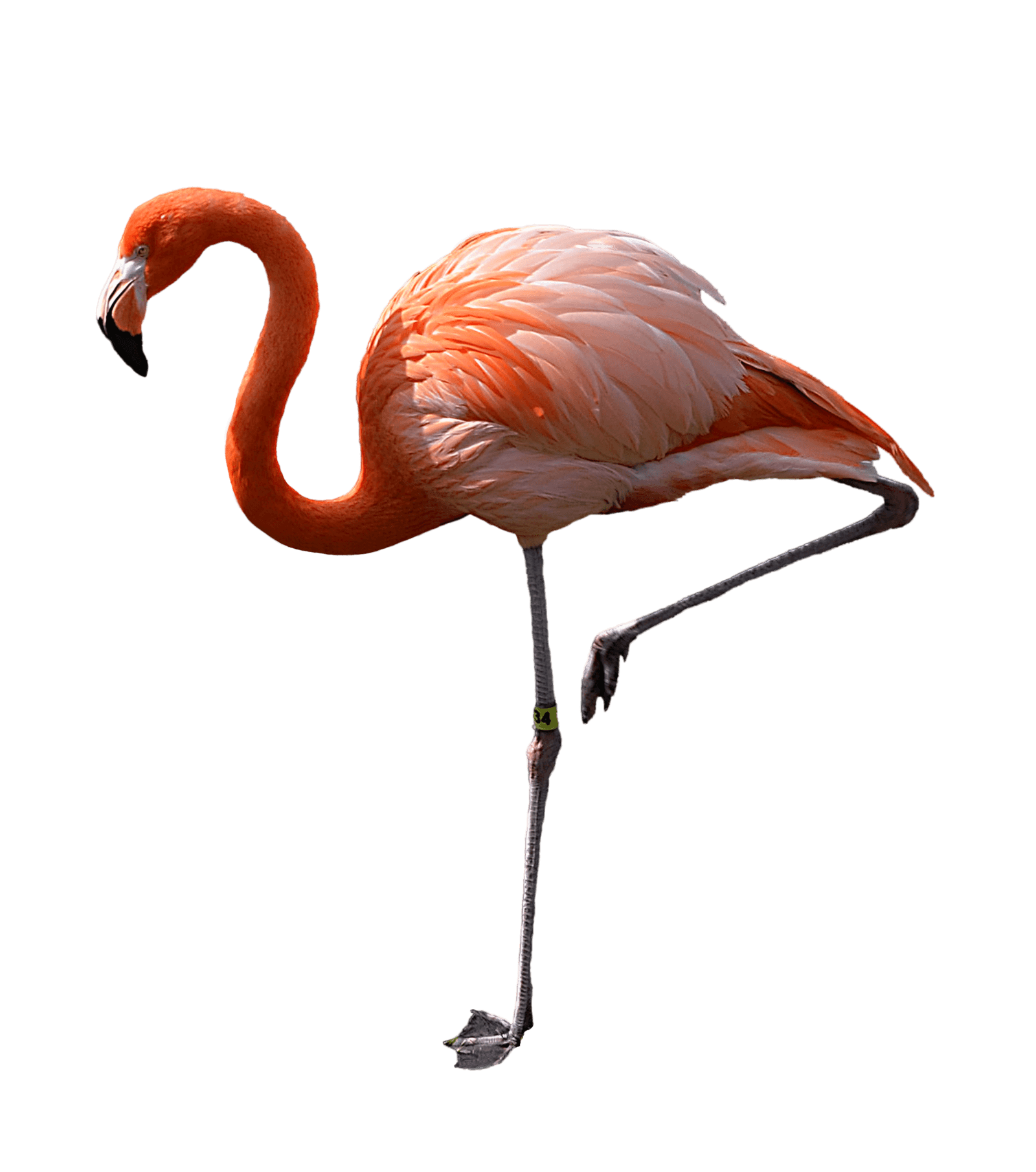Flamingo ภาพโปร่งใส