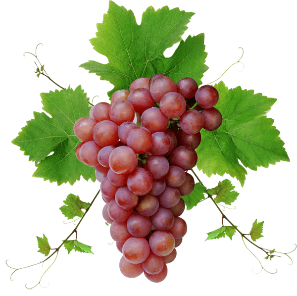 Grapes PNG Image Background