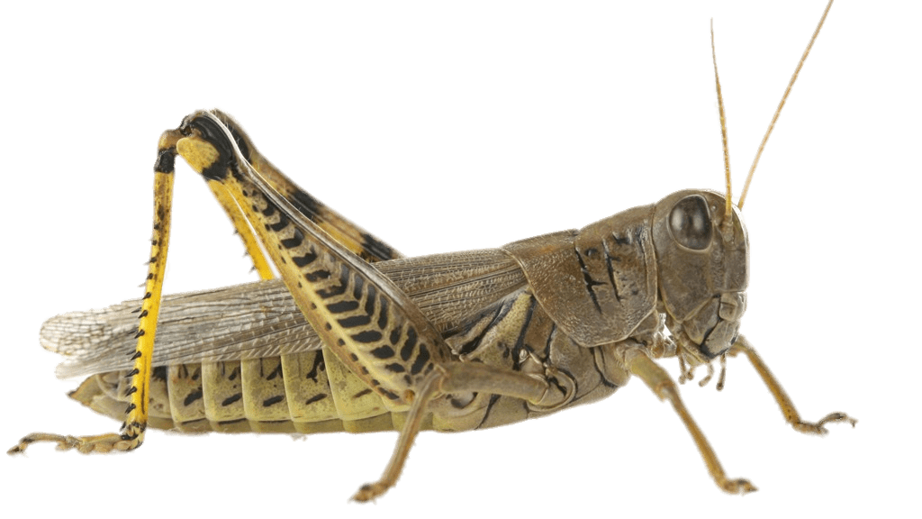 Grasshopper PNG صورة خلفية