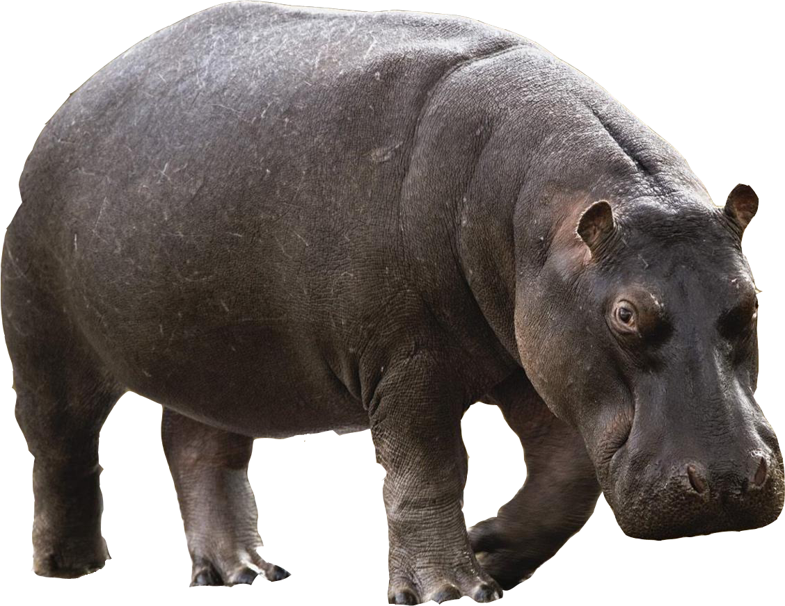 Download Hippopotamus Png File Hq Png Image Freepngimg - Riset