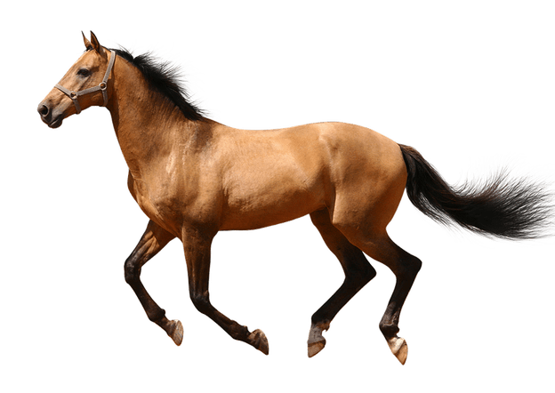 Horse ดาวน์โหลด PNG Image