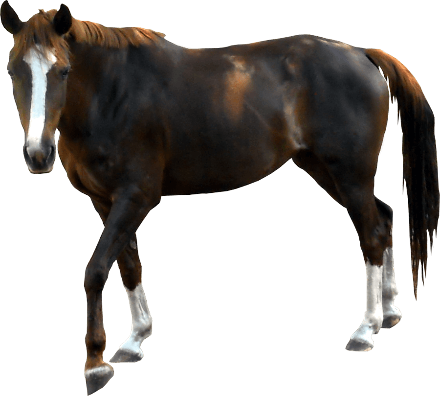 Imagem transparente de cavalo PNG