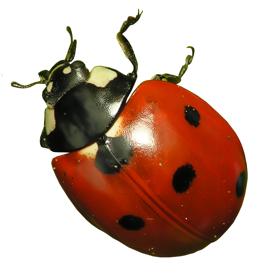 Ladybug Insect Transparent Images Png Arts