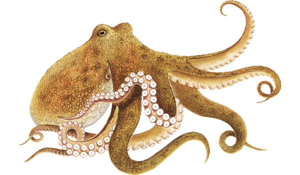 Octopus ภาพ PNG ฟรี
