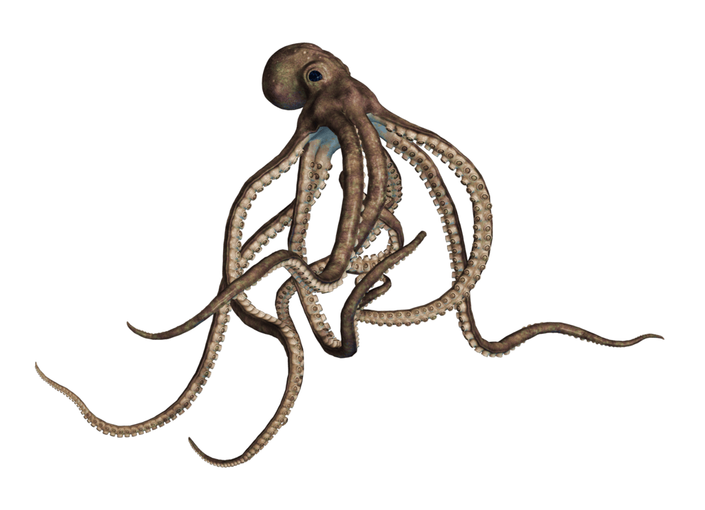 พื้นหลังภาพ Octopus PNG