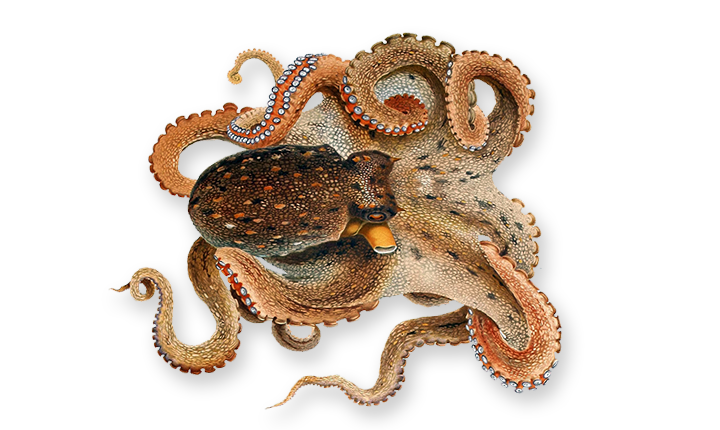 ภาพ Octopus PNG พื้นหลังโปร่งใส