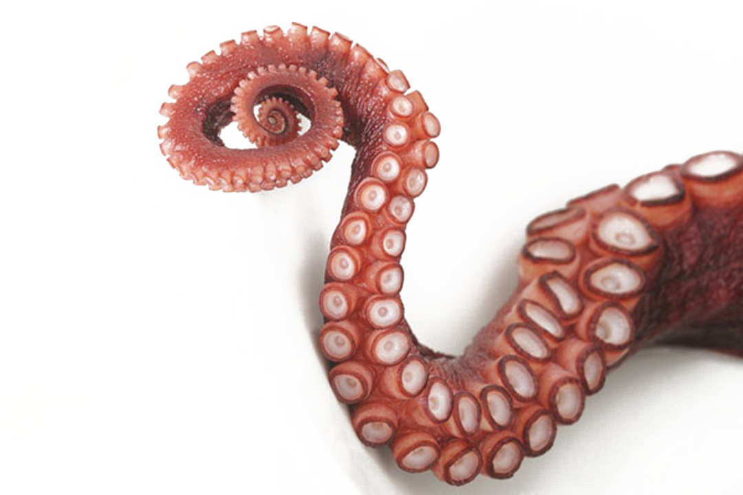 Octopus PNG ภาพโปร่งใส