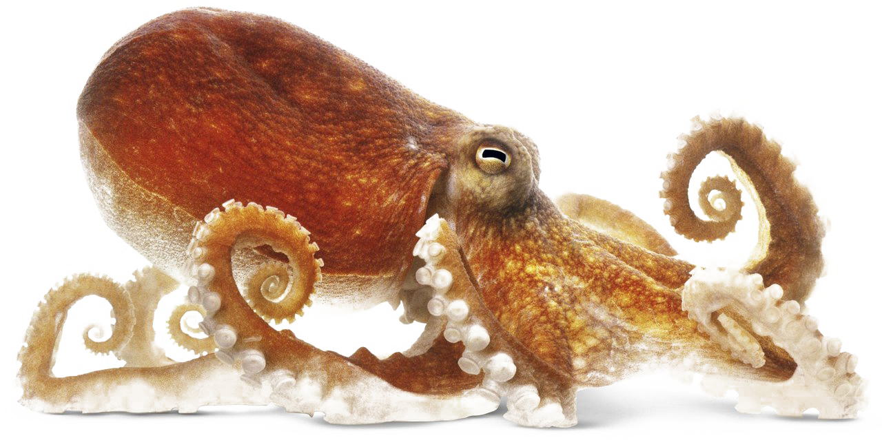 ภาพปลาหมึก PNG Octopus