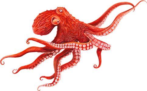 ภาพถ่าย PNG Octopus