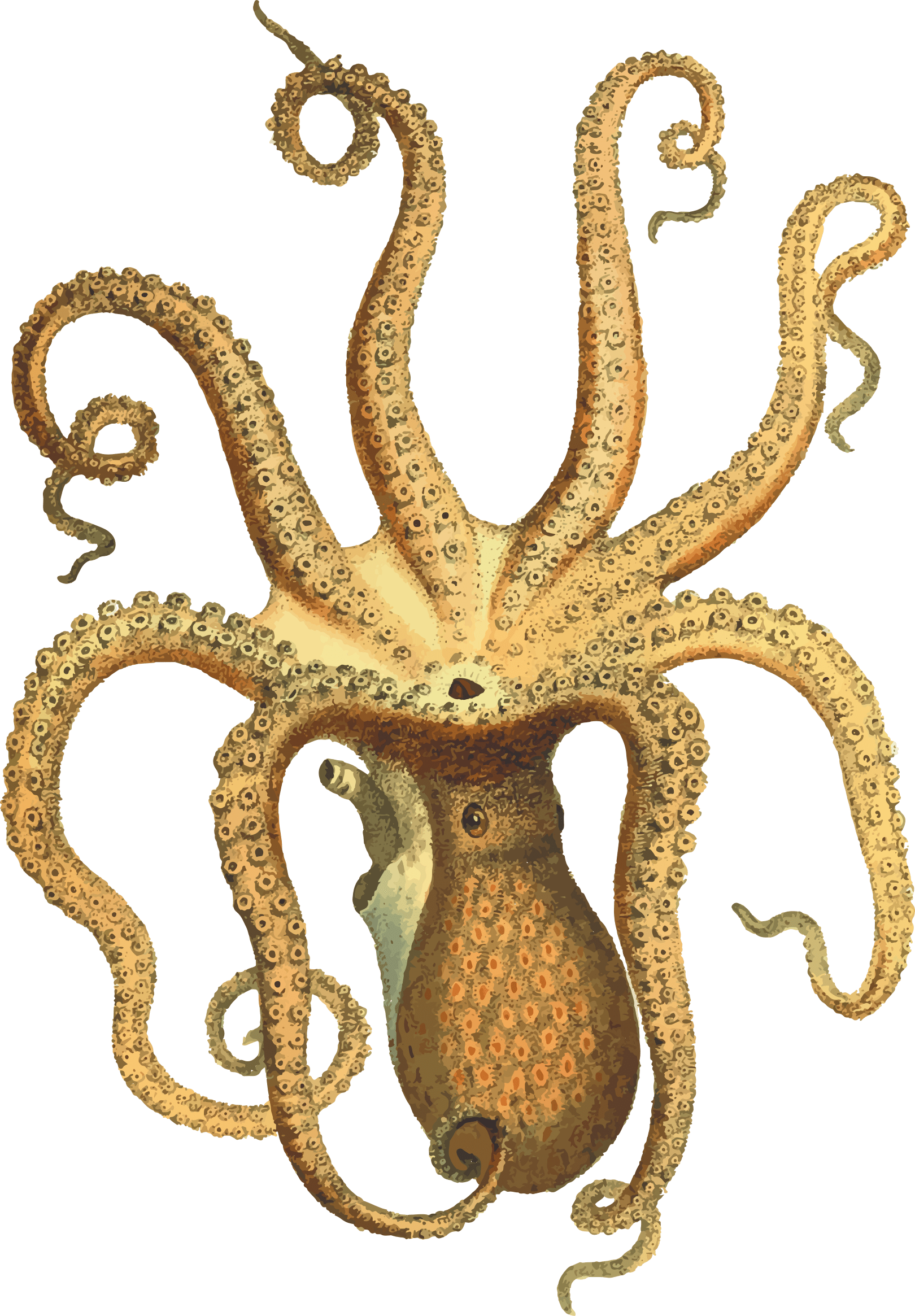 Octopus PNG ภาพโปร่งใส