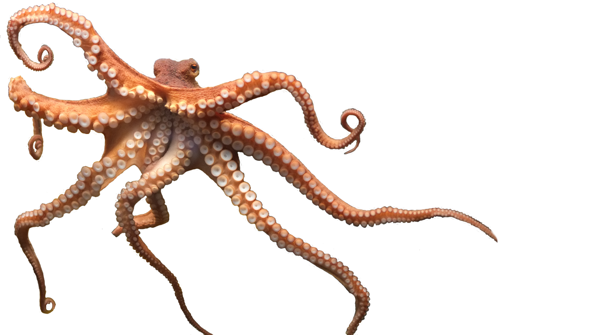Octopus พื้นหลังโปร่งใส PNG