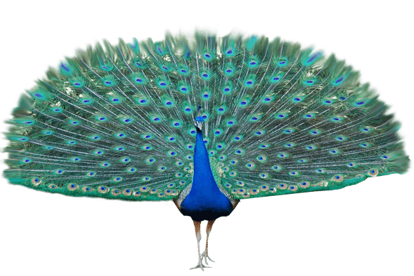 Peacock PNG Transparentes Bild