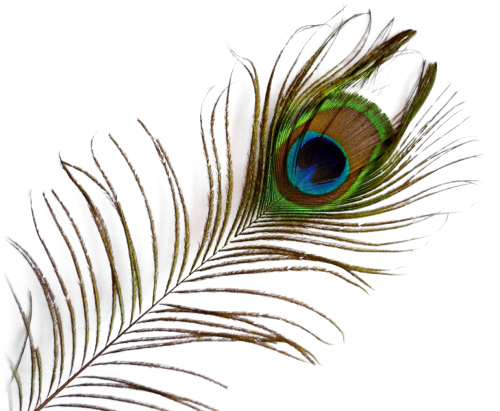Peacock Transparenter Hintergrund PNG