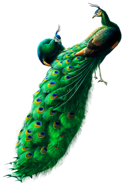 Peacock-transparentes Bild