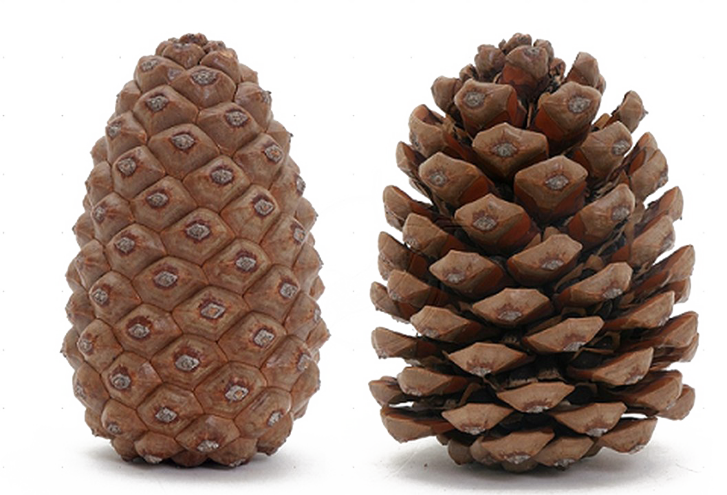 Pine Cone Transparent Image