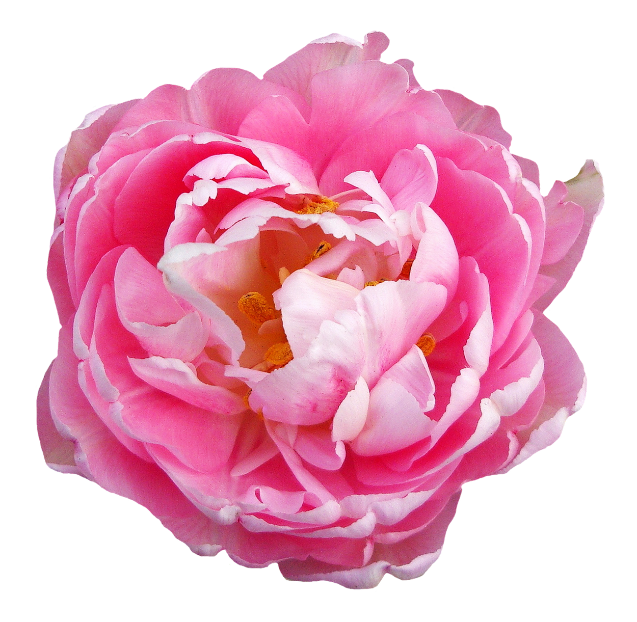 Roze roos Download PNG-Afbeelding