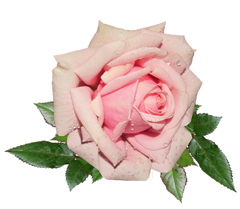 Roze roos PNG achtergrondafbeelding