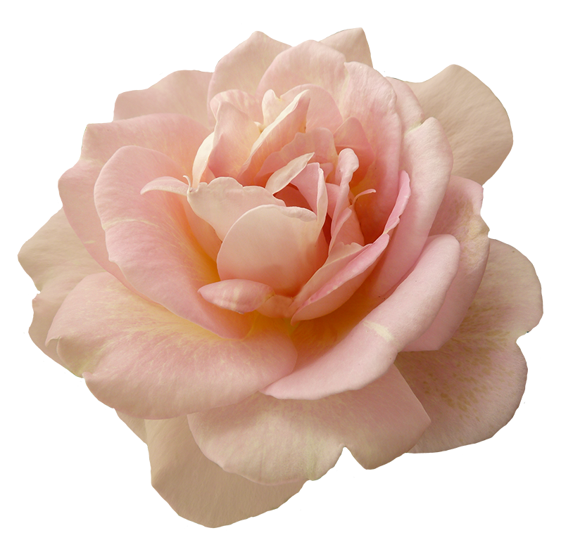 Roze roos PNG Download Afbeelding